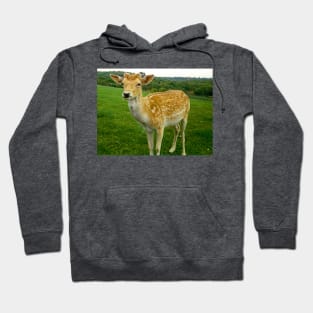 Are You Looking at Me Deer Hoodie